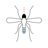 mosquitoes